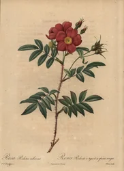 Rosa rossa, Rosa