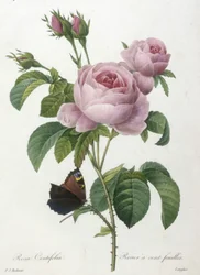 Rosa Centifolia, Rosier a cent feuilles, da Choix Des Plus Belle Fleurs et des Plus Beaux Fruits, 1827 (incisione a puntasecca colorata a mano)