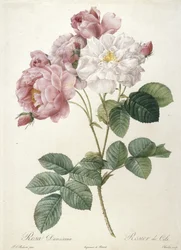 Rosa Damascena, Rosier de Cels, da Les Roses, 1817-24 (incisione a puntasecca colorata a mano)