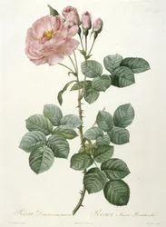 Rosa damascena aurora, rosa Aurore Poniatowska, da «La Couronne des Roses», 1817-1824