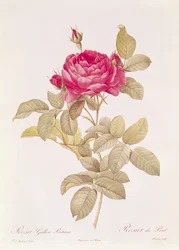 Rosa Gallica Pontiana, da 