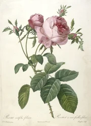 Rosa centifolia foliacea, Rosier a cent feuilles, foliace, da Les Roses, 1817-24 (incisione a puntasecca colorata a mano)