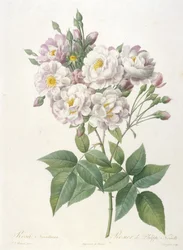 Rosa noisettiana, Rosier de Philippe de Noisette, da La Couronne des Roses, 1817-24