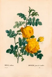 Rosa sulfurea, Rosa hemisphaerica, Rosa gialla sulfurea. Incisione a puntasecca colorata a mano dal libro “Les Roses” di Pierre Joseph Redoute, Parigi