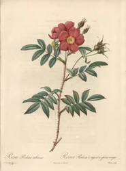 Rosier brillant