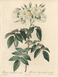 Rosier musque, con fiori doppi - Acquaforte di Charlin, da un