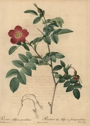 Rosa alpina scarlatta, Rosa pendulina