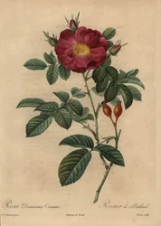 Rosa damascena scarlatta, Rosa damascena