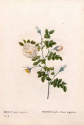 Rosa tomentosa a fiori d