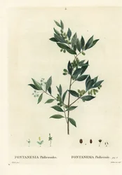 Fontanesia phillyreoides