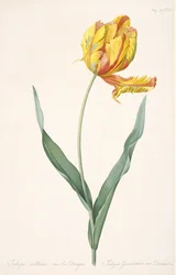 Tulipa Gesneriana var. Dracontia Tulipano Pappagallo, 1816