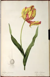 Tulipa gesneriana dracontia, da 