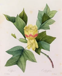 Tulipifera