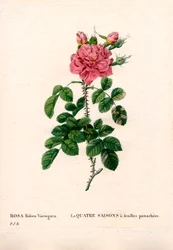 Rosa variegata delle Quattro Stagioni, Rosa damascena var. bifera. Incisione a puntasecca colorata a mano dal libro “Les Roses” di Pierre Joseph Redoute, Parigi