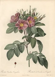 Rosa della Virginia, fiori scuri - Acquaforte di Langlois, basata su un