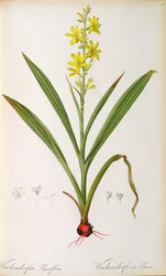 Wachendorfia Thyrsiflora, da 