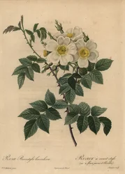 Rosa canina bianca, Rosa stylosa