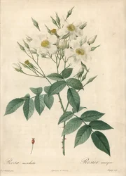 Fiori bianchi musque rose