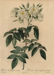 Rosa muschiata bianca, Rosa moschata