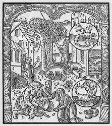 Novembre, uccisione del maiale e raccolta delle ghiande, Scorpione, illustrazione dall
