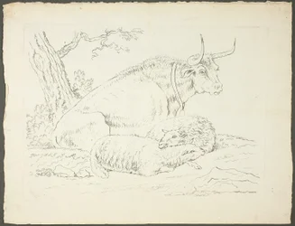 Un toro e due pecore
