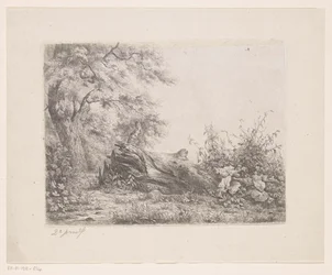 Albero caduto al margine del bosco