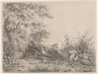 Albero caduto al margine del bosco