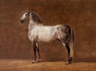 Cavallo dell