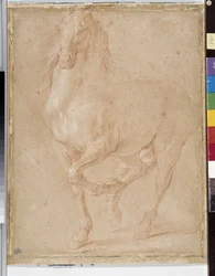 Studio di cavallo