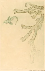 Alghe Marine