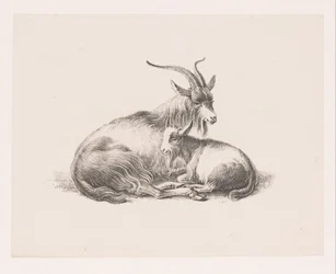 Capra e un capretto