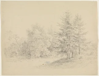 Veduta del bosco con pini