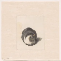 Gatto seduto, visto di fronte
