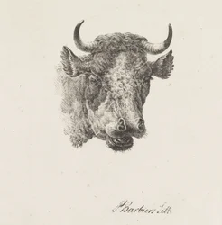 Testa di toro