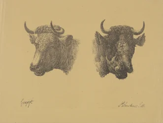 Due teste di toro