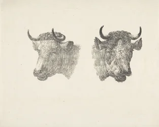 Due teste di toro