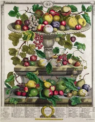 Giugno, da «Dodici mesi di frutti», di Robert Furber (ca. 1674-1756), inciso da Henry Fletcher, 1732