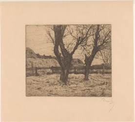 Salici in un prato