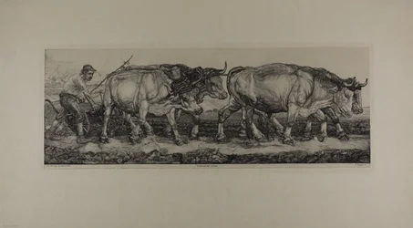 Buoi da aratura