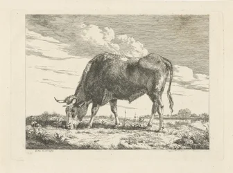 Mucca al pascolo