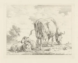 Mucca con due pecore