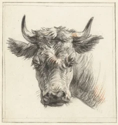 Testa di un bovino