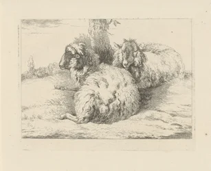 Pecore sdraiate