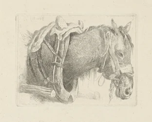 Studio di una testa di cavallo