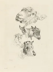 Foglio di studio con teste di pecora, cavallo, asino, ariete e toro