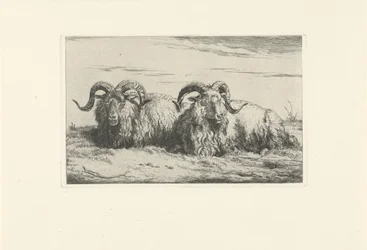 Due montoni sdraiati