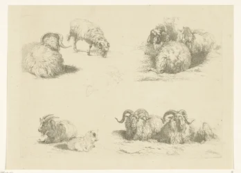 Quattro scene con pecore e capre