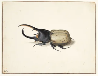 Un coleottero ercole (dynastes hercules)