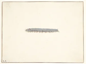 Una larva di falena notturna