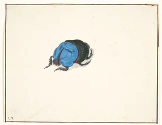 Un coleottero rinoceronte (scarabaeidae)
